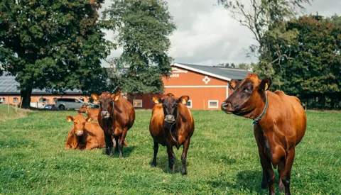 Vikingred SE Christer Ljungqvist Varnamo Nastaviken Drömminge 2020