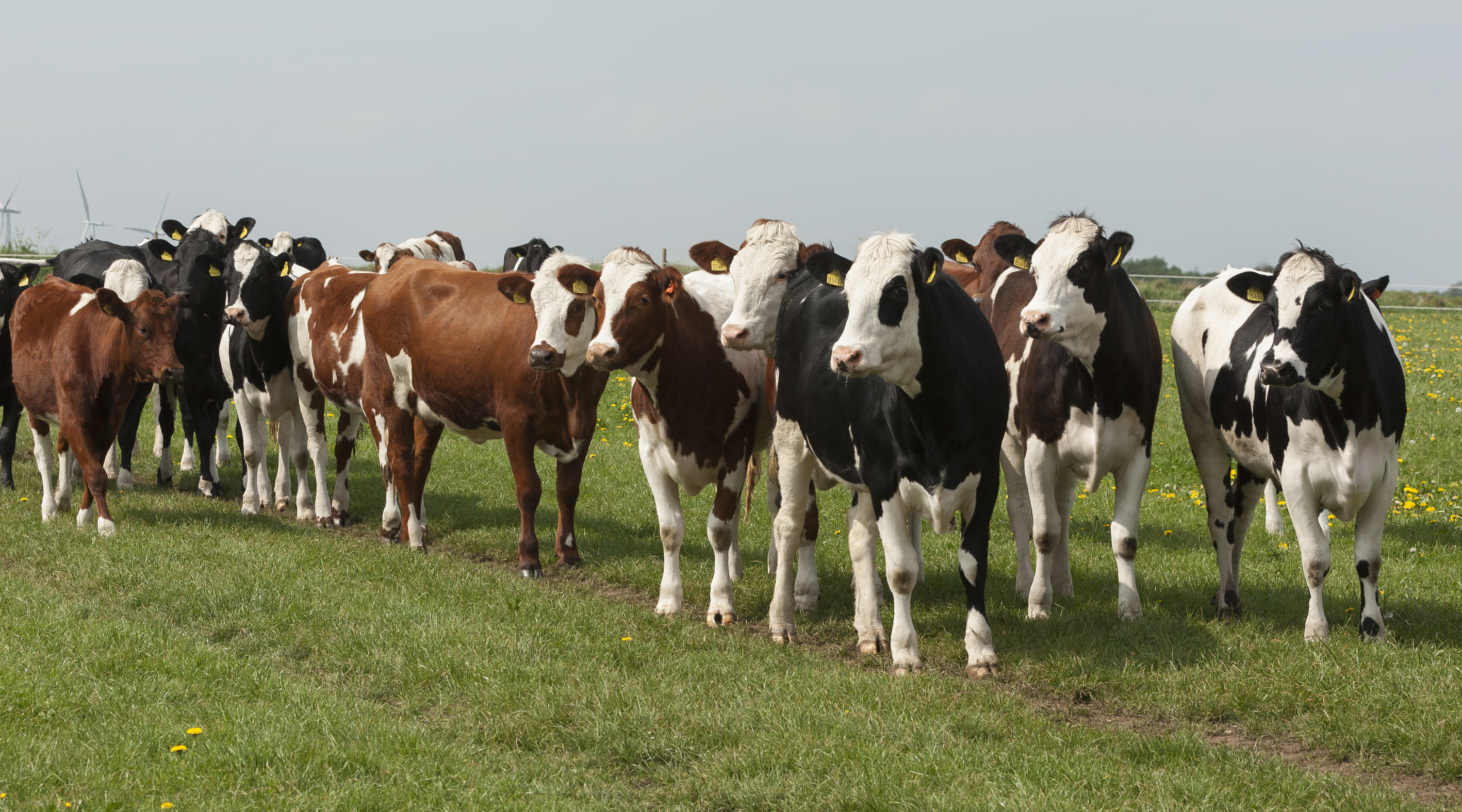 Sjaak Bosma May2023 Elly Geverink (23)