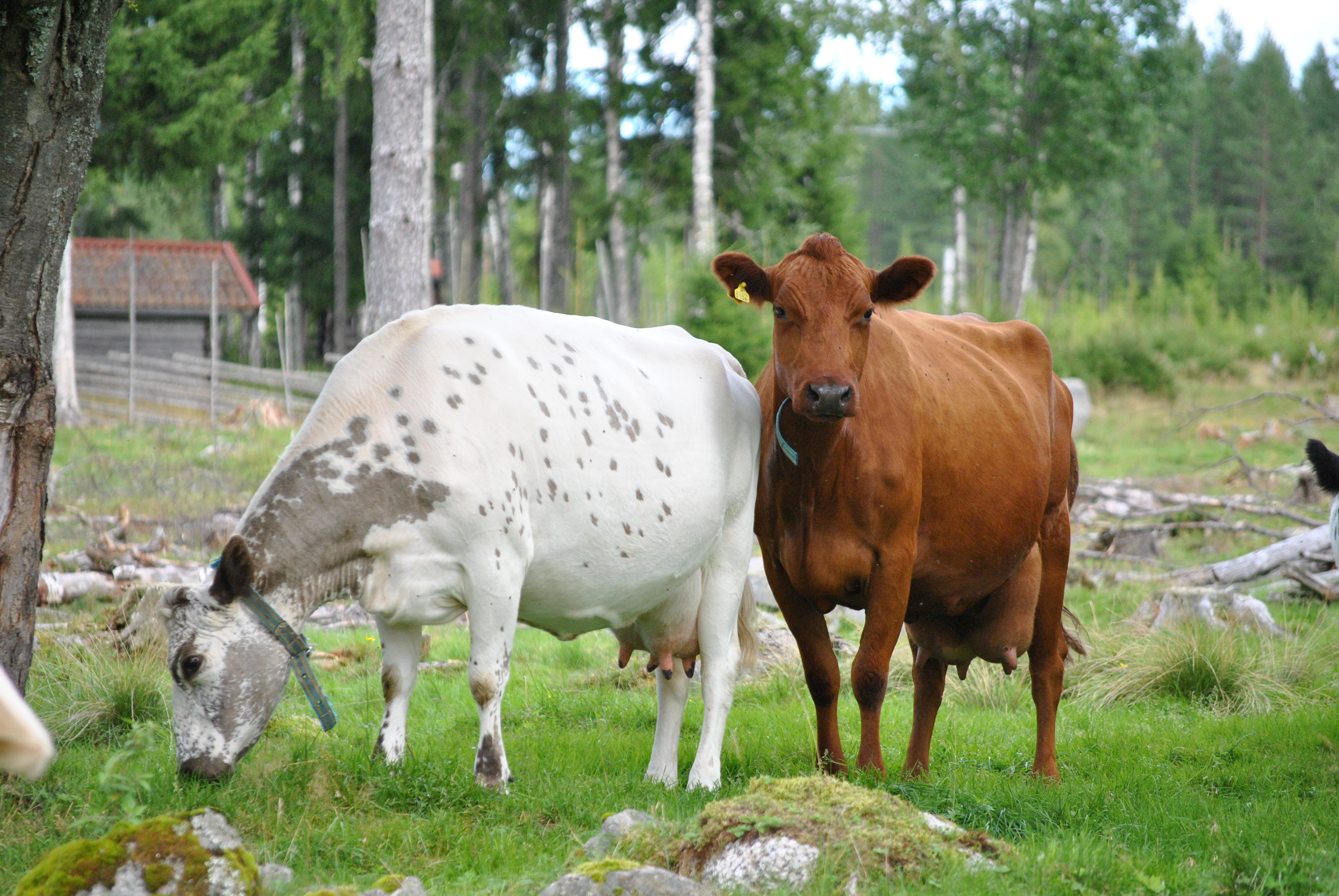 Rödkulla + Fjällko
