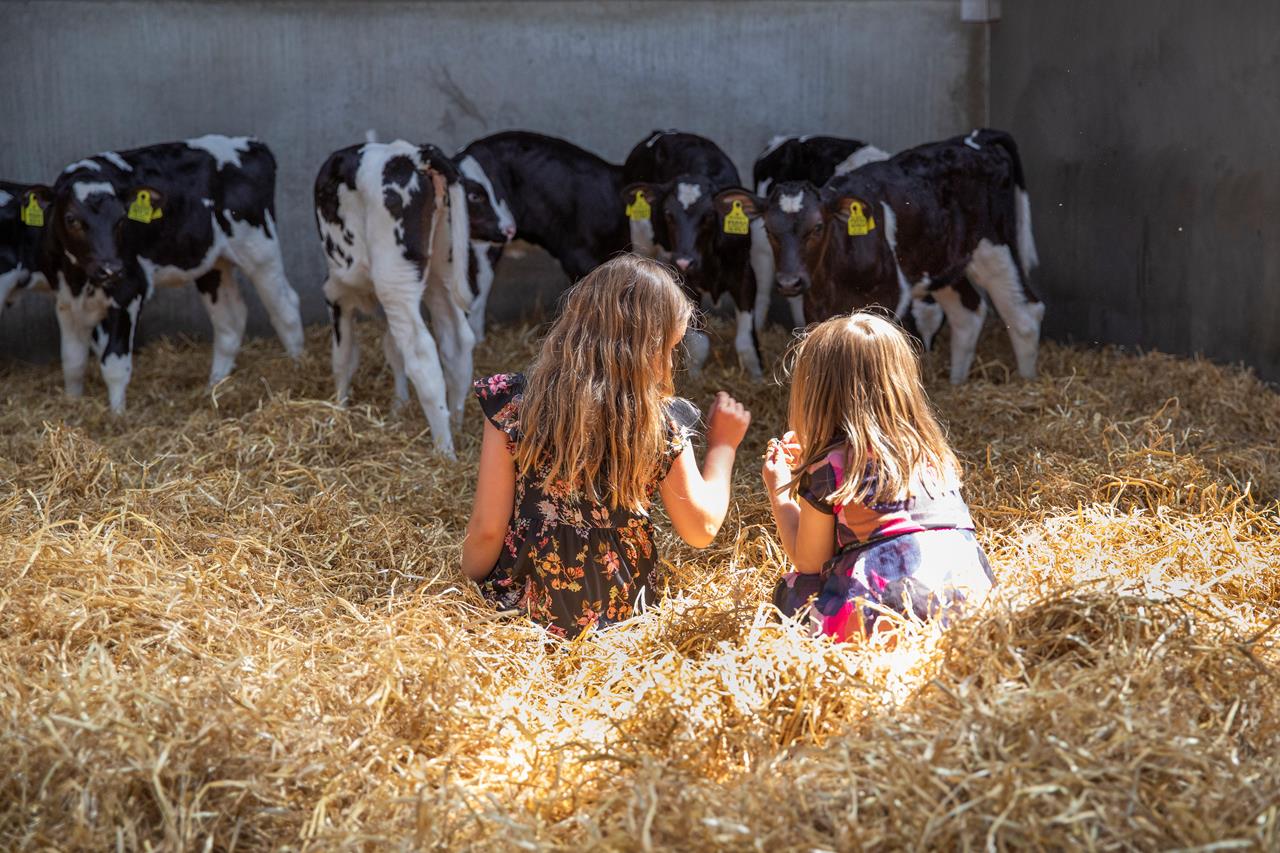 Mads Stokholm Pedersen Holstein 2020 Ribe Denmark 50