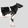 Holstein