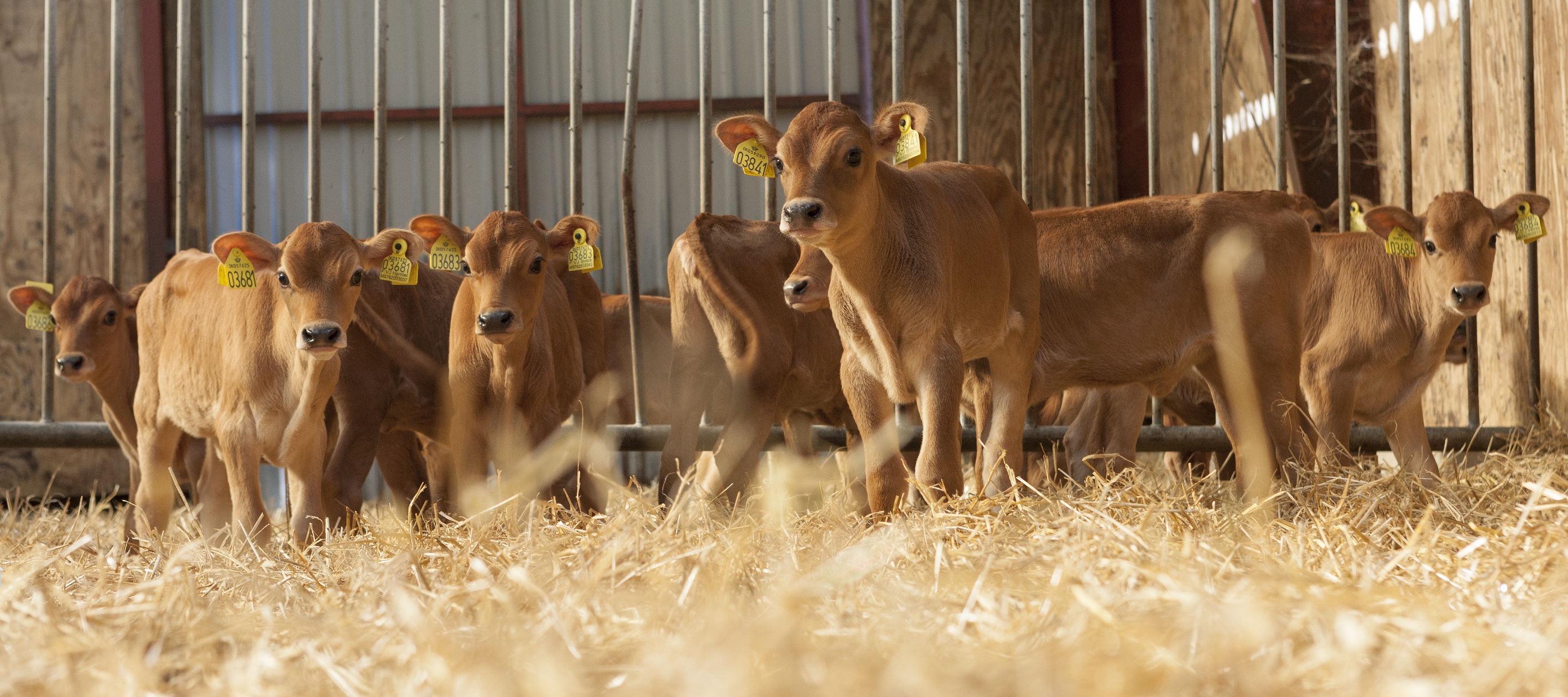 Vikingjersey 01 2020 09 Calves