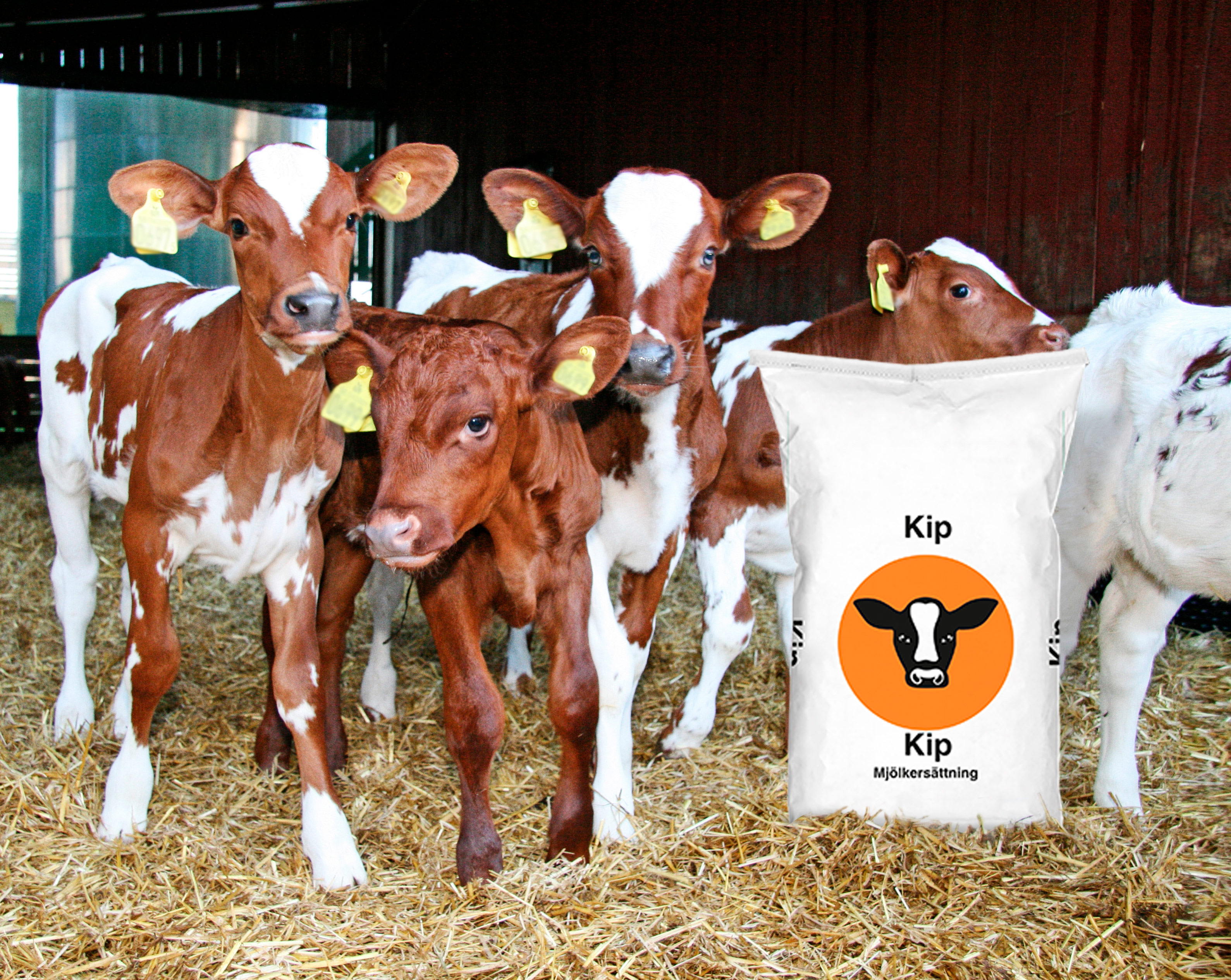 Växshop SRB Kalve Foto 100215 Kip 60 Web