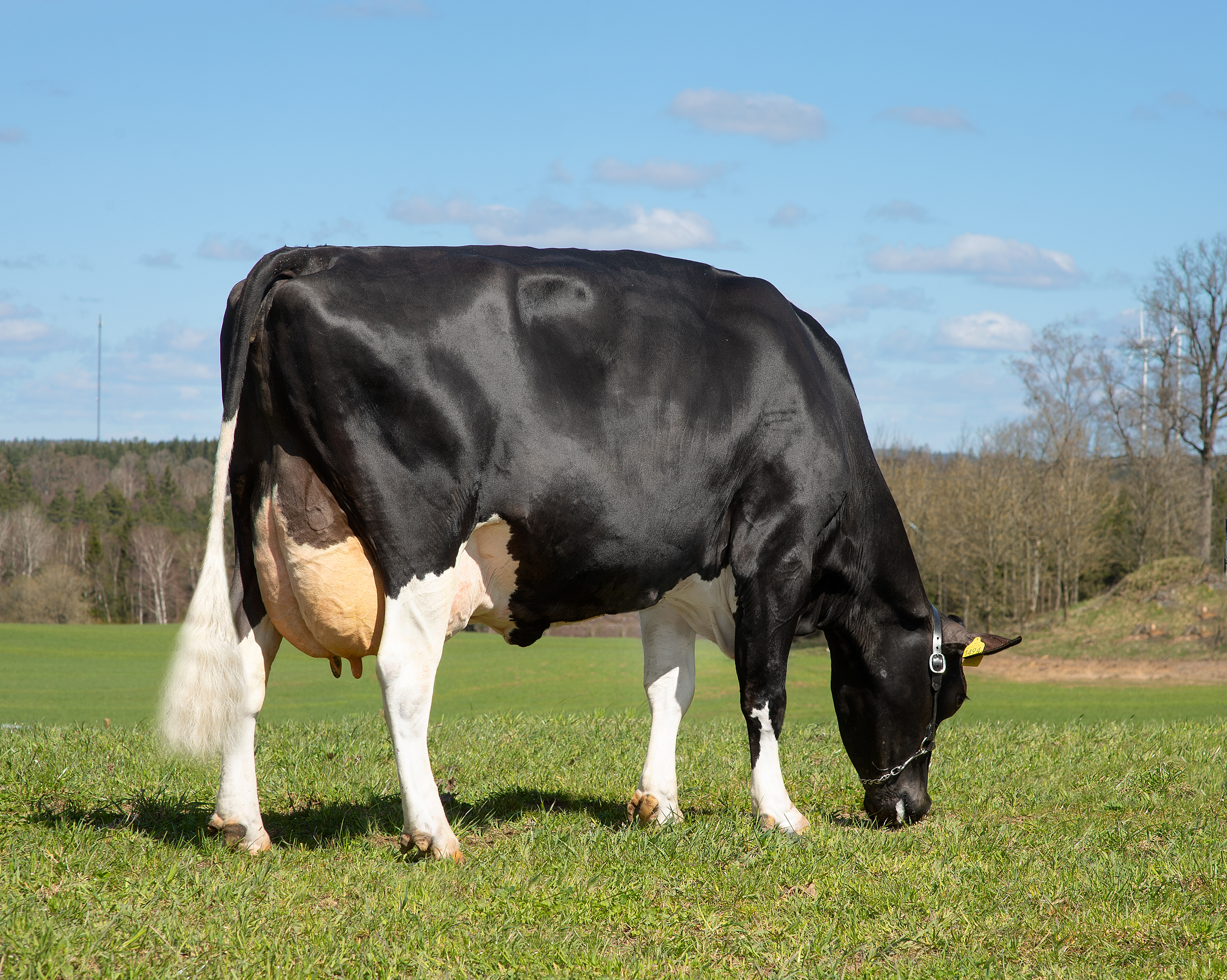 VR Benzema Daughter No SE07147614945 From Mällby Göran Johansson, Reftele Scenic01 (1)