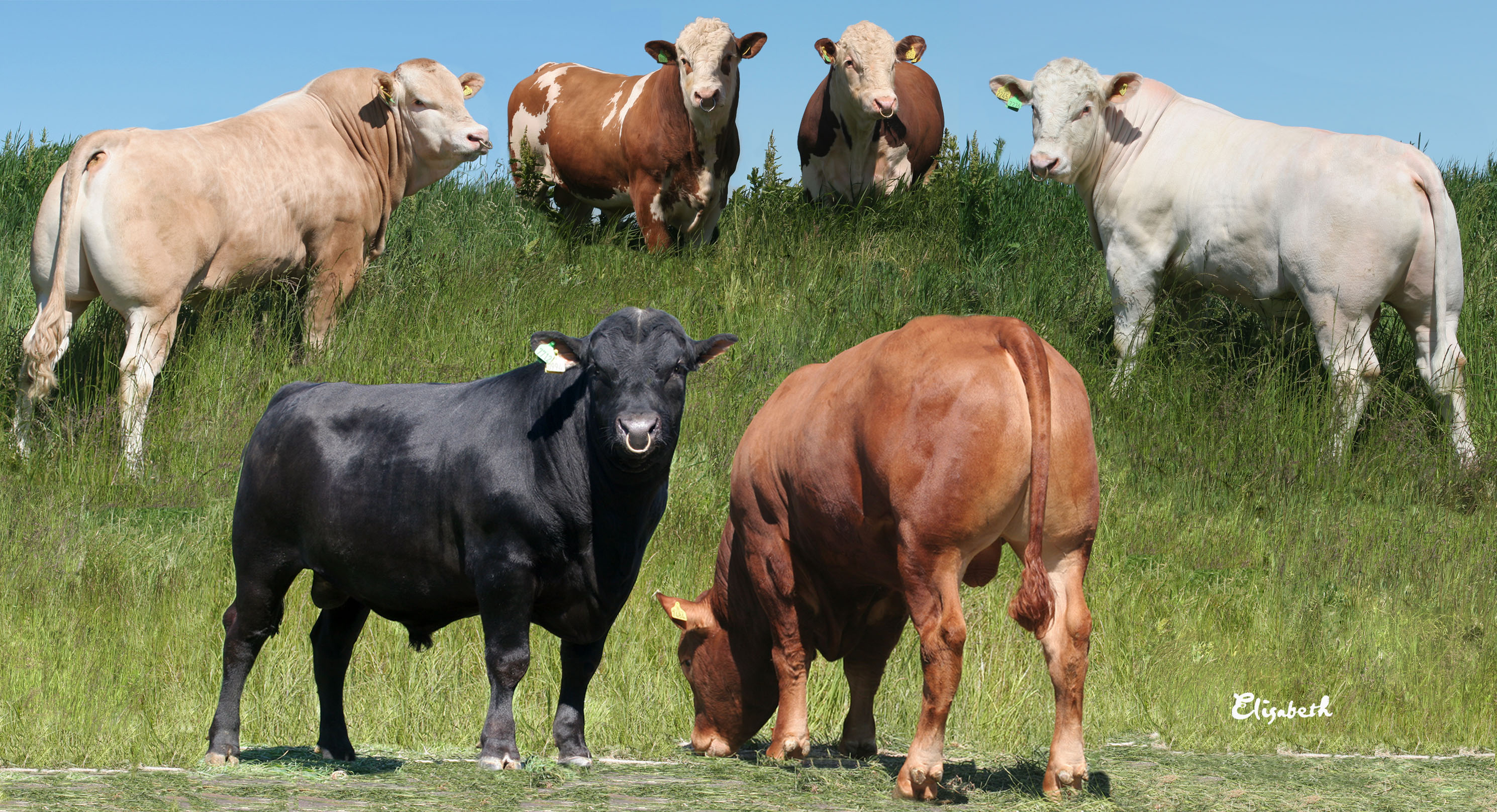 Montage Tjurar Final (2)