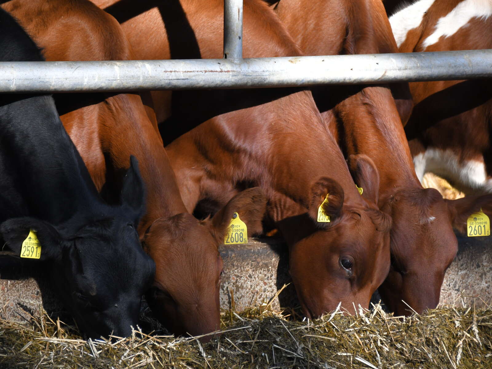 Stemning Viking3269 Vn