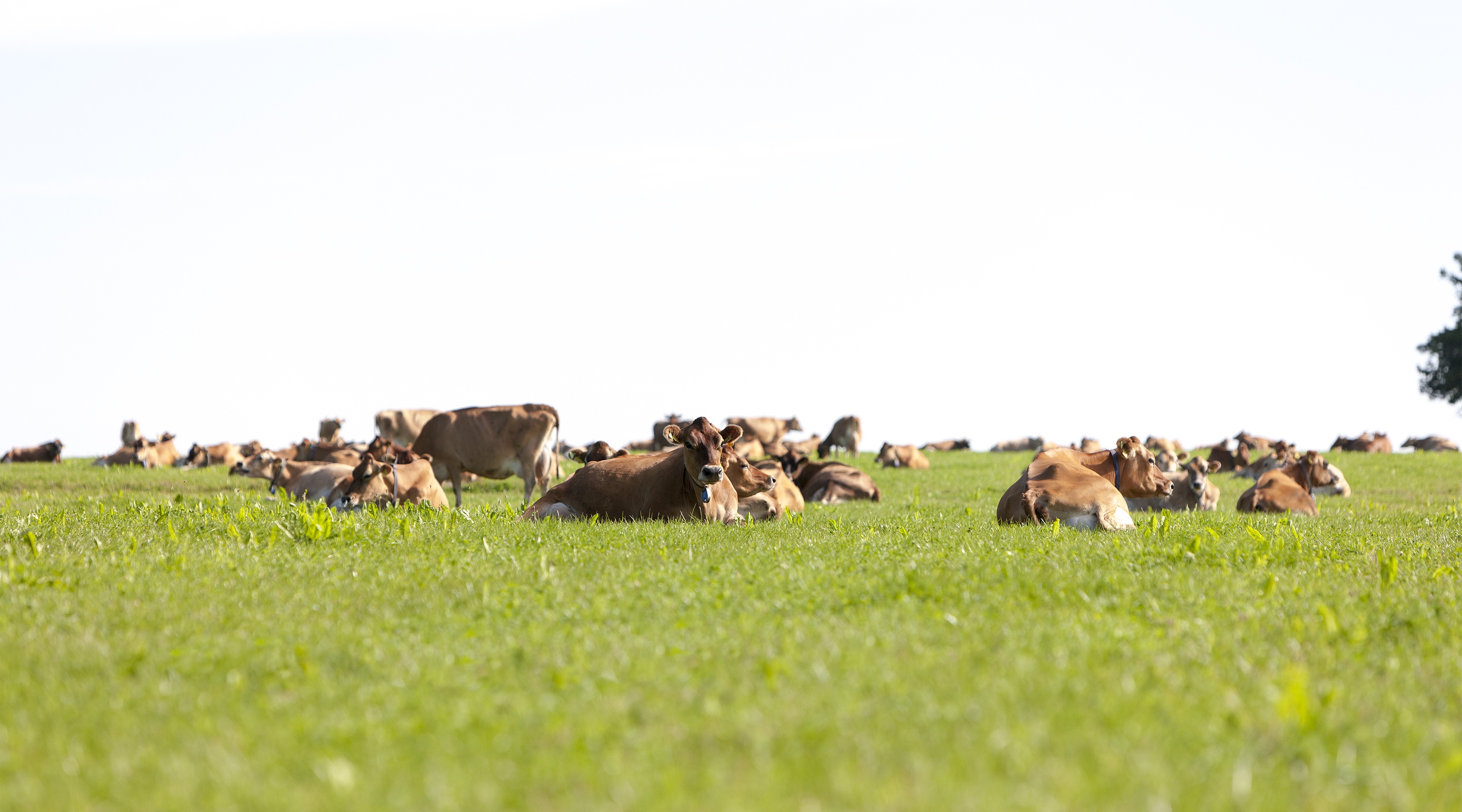 Vikingjersey 04 2020 09