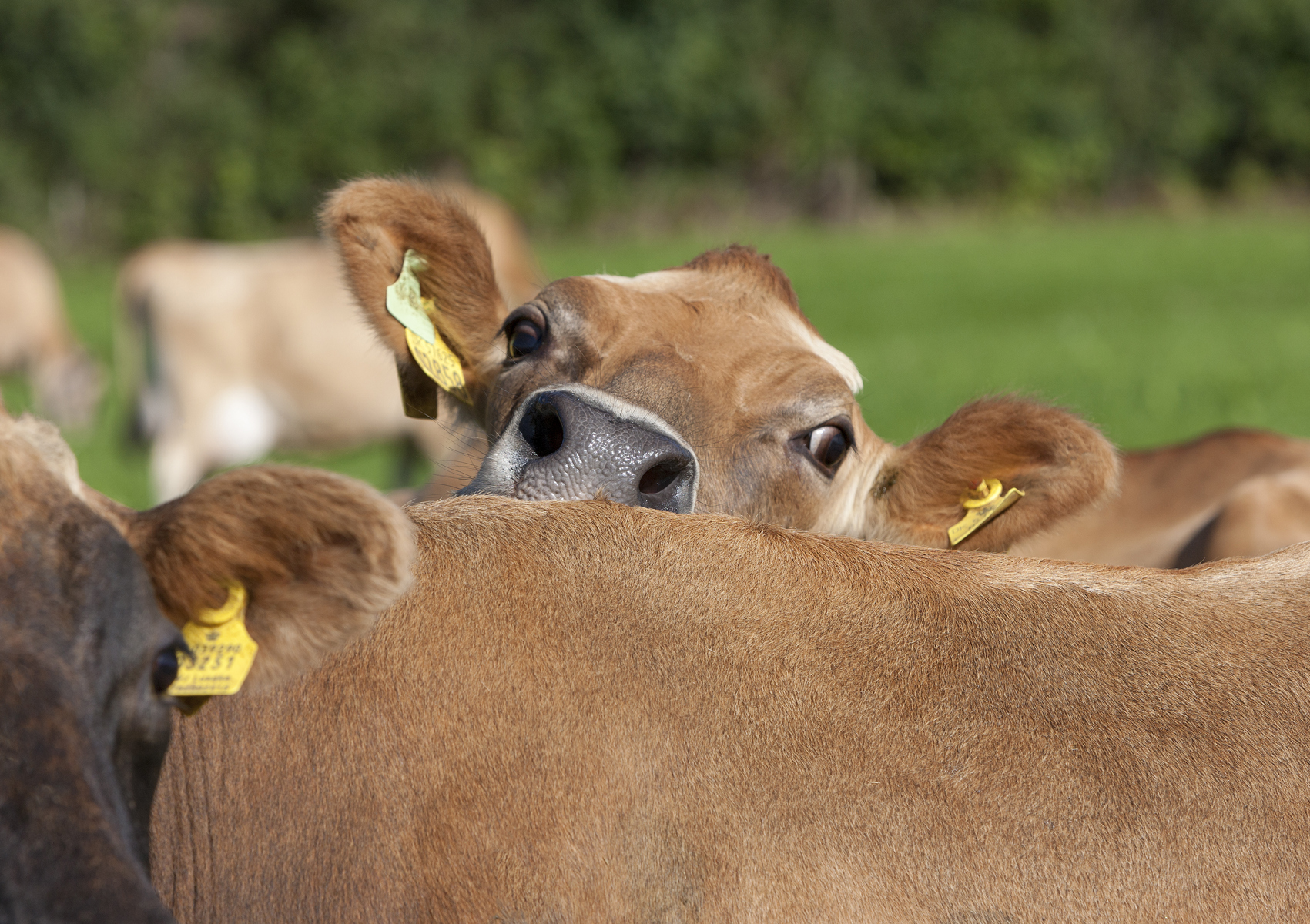 Vikingjersey 08 2020 09 1