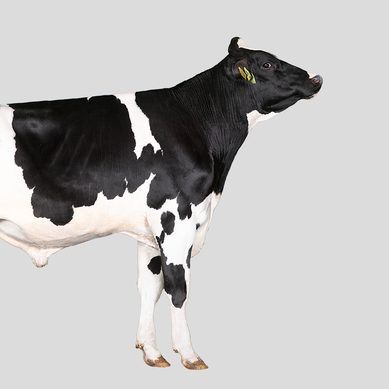 Holstein (1)