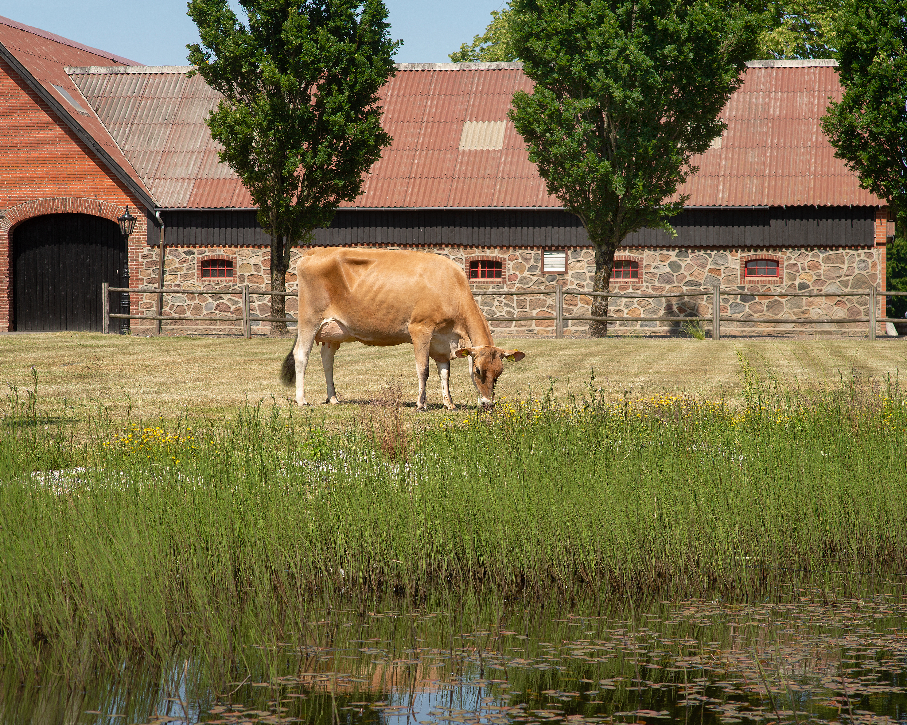 VJ Dandi Daughter No 40173 2234 From Nørskovgaard IS, Silkeborg Scenic02